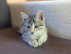 Кошечка в добрые руки