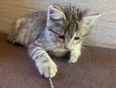 Кошечка в добрые руки