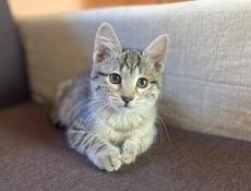 Кошечка в добрые руки