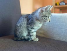 Кошечка в добрые руки