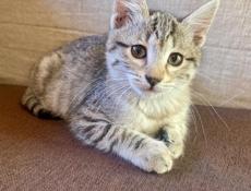 Кошечка в добрые руки