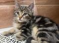 Кошечка в добрые руки 