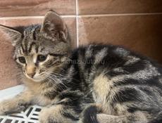 Кошечка в добрые руки 