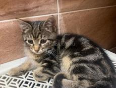 Кошечка в добрые руки 
