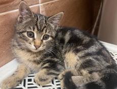 Кошечка в добрые руки 