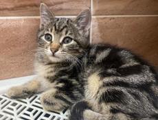 Кошечка в добрые руки 
