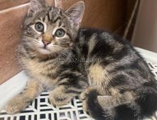 Кошечка в добрые руки 