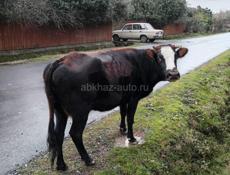 Продаётся доеная корова 