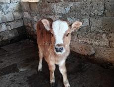 Продаётся доеная корова 