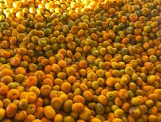 Продам мандарины