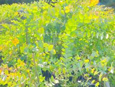 Саженцы Эвкалипта 