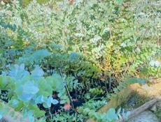 Саженцы Эвкалипта 