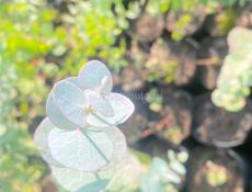 Саженцы Эвкалипта 