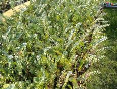 Саженцы Эвкалипта 