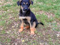 Помогите спасти щенят 