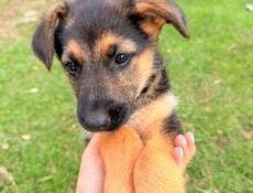 Помогите спасти щенят 