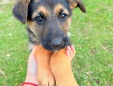 Помогите спасти щенят 