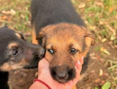 Помогите спасти щенят 