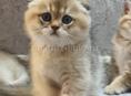 Шотландские котята 🌸🌸🌸🌸🌸🌸🌸🌸🌸🌸🌸🌸