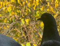 Ищу работу сменную рассмотрю ваши предложения 