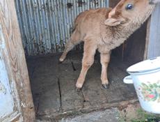 Продам телочку