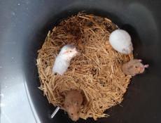 Сирийские джунгарские хомяки.