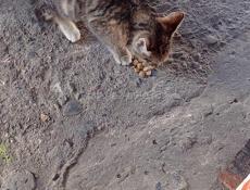 Отдам чудесного котёнка в добрые руки Обработан от блох и клещей Звонить или писать на ватсап 7752026