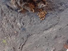 Отдам чудесного котёнка в добрые руки Обработан от блох и клещей Звонить или писать на ватсап 7752026