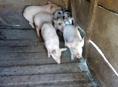 Продаются поросята 