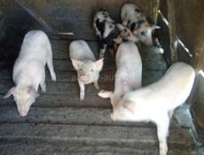 Продаются поросята 