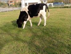 Корова тельная первый раз 