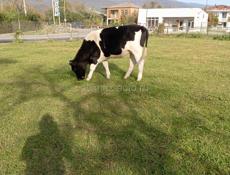 Корова тельная первый раз 