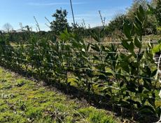 Саженцы сентябрьские мандарины