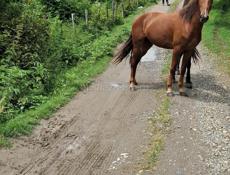 Горячая лошадь 