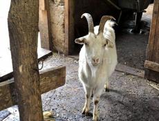 Козы дешево