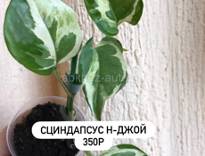 комнатные растения