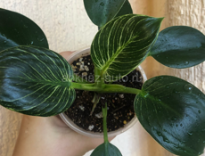 комнатные растения