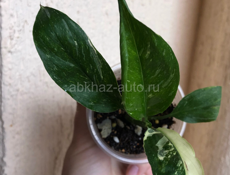 комнатные растения