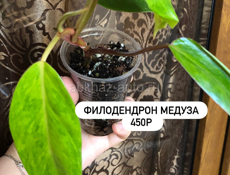 комнатные растения