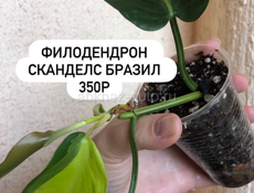 комнатные растения