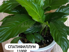 комнатные растения