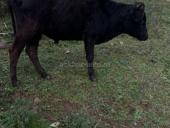 Бычок 60, 70 кг торг