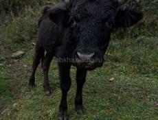 Бычок 60, 70 кг торг