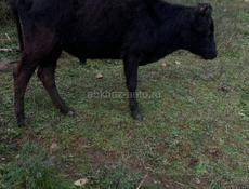Бычок 60, 70 кг торг