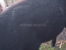 Маладняк  не гуленая