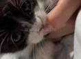 Отдаю котенка в добрые руки