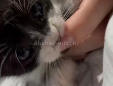 Отдаю котенка в добрые руки