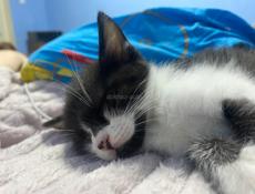 Отдаю котенка в добрые руки