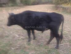 Продается бычок