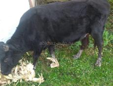 Продается бычок